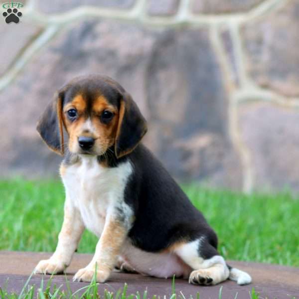 Tonya, Beagle Puppy