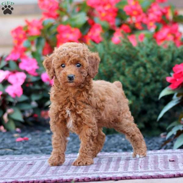 Tonya, Miniature Poodle Puppy