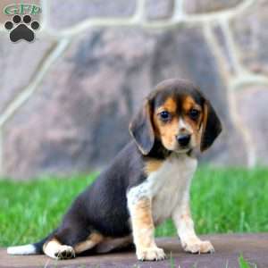 Tonya, Beagle Puppy
