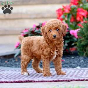 Tonya, Miniature Poodle Puppy