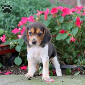 Tonya, Beagle Puppy
