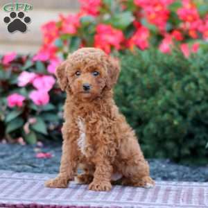 Tonya, Miniature Poodle Puppy