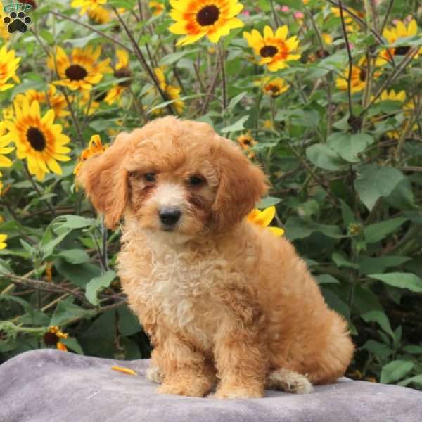 Tootsie, Cavapoo Puppy