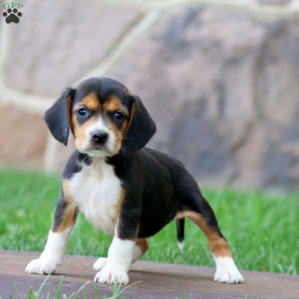 Tootsie, Beagle Puppy