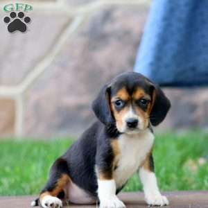 Tootsie, Beagle Puppy