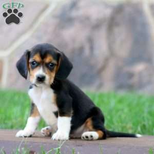 Tootsie, Beagle Puppy