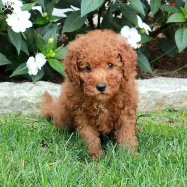 Tori, Mini Goldendoodle Puppy