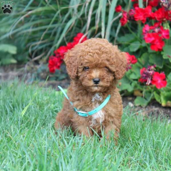 Tori, Cavapoo Puppy