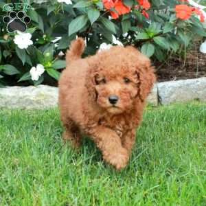 Tori, Mini Goldendoodle Puppy