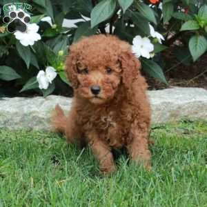 Tori, Mini Goldendoodle Puppy