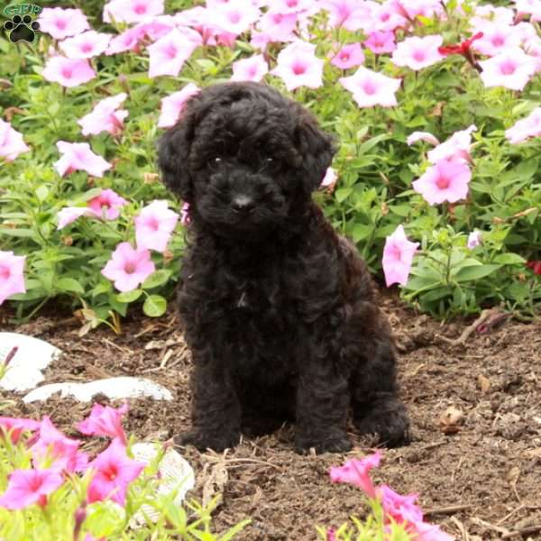 Trace, Miniature Poodle Puppy
