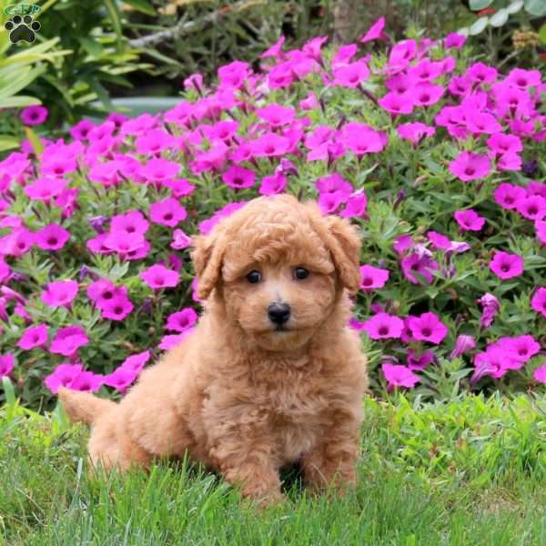 Travis, Bich-Poo Puppy