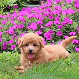 Travis, Bich-Poo Puppy