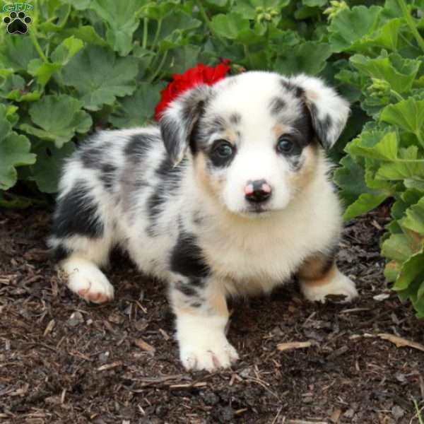 Trent, Pembroke Welsh Corgi Puppy