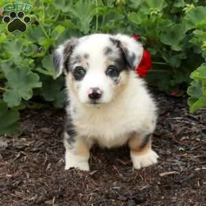 Trent, Pembroke Welsh Corgi Puppy