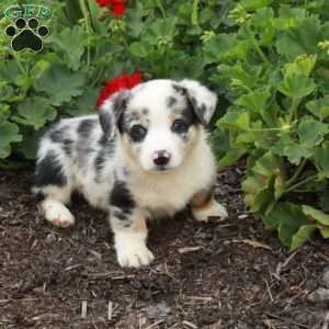 Trent, Pembroke Welsh Corgi Puppy