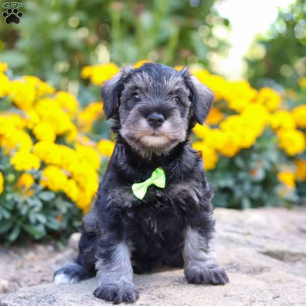 Trevor, Miniature Schnauzer Puppy