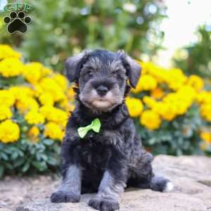 Trevor, Miniature Schnauzer Puppy