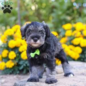 Trevor, Miniature Schnauzer Puppy