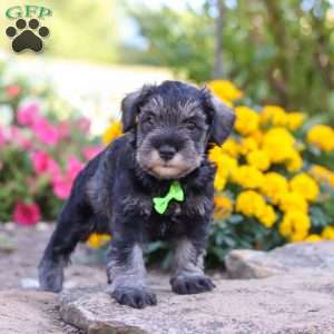 Trevor, Miniature Schnauzer Puppy