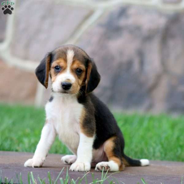 Trevor, Beagle Puppy