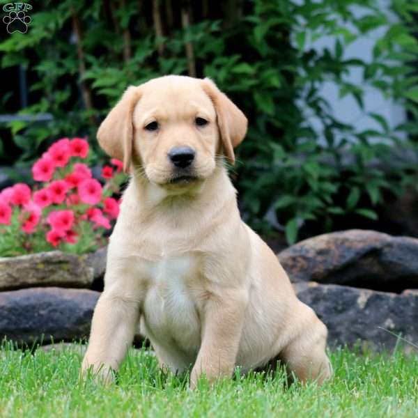 Trevor, Yellow Labrador Retriever Puppy