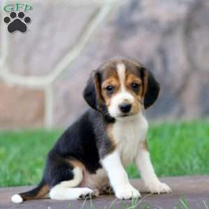 Trevor, Beagle Puppy