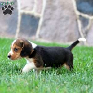 Trevor, Beagle Puppy