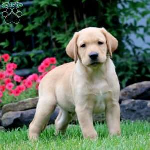 Trevor, Yellow Labrador Retriever Puppy