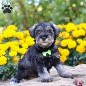 Trevor, Miniature Schnauzer Puppy