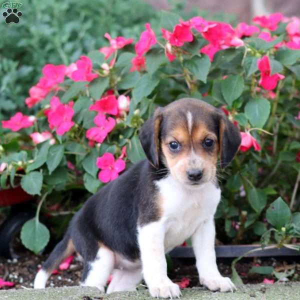 Trish, Beagle Puppy