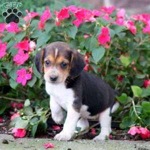 Trish, Beagle Puppy
