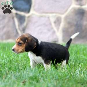 Trish, Beagle Puppy