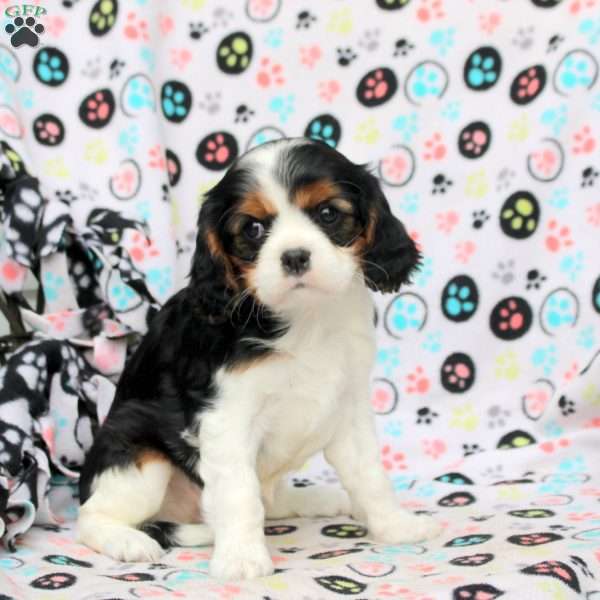 Trisha, Cavalier King Charles Spaniel Puppy
