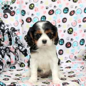 Trisha, Cavalier King Charles Spaniel Puppy