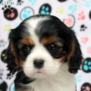 Trisha, Cavalier King Charles Spaniel Puppy