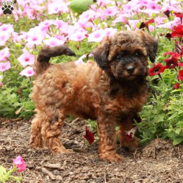 Trixie, Miniature Poodle Puppy