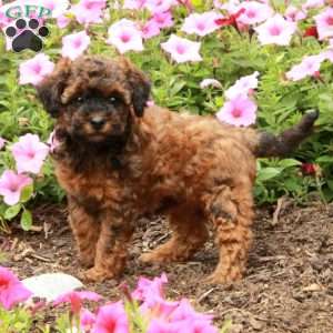 Trixie, Miniature Poodle Puppy