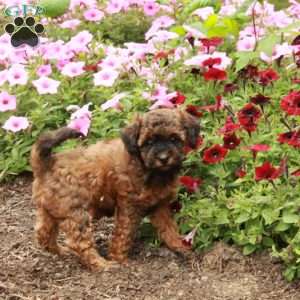 Trixie, Miniature Poodle Puppy