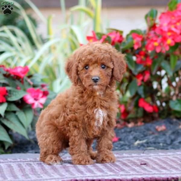 Trixie, Miniature Poodle Puppy