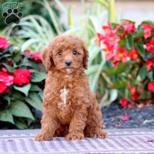 Trixie, Miniature Poodle Puppy