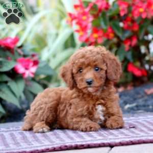 Trixie, Miniature Poodle Puppy