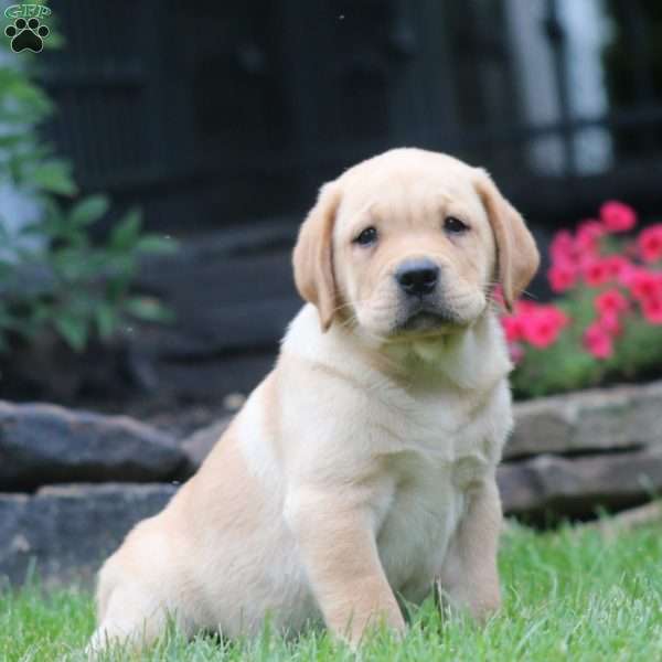 Troy, Yellow Labrador Retriever Puppy