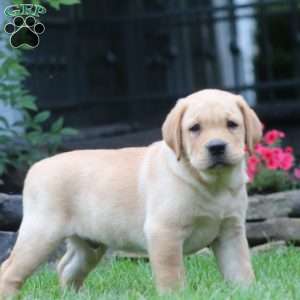 Troy, Yellow Labrador Retriever Puppy