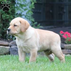 Troy, Yellow Labrador Retriever Puppy