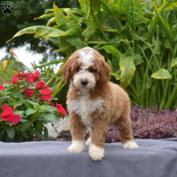 Truffles, Mini Goldendoodle Puppy