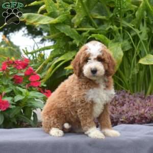Truffles, Mini Goldendoodle Puppy