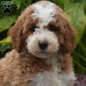 Truffles, Mini Goldendoodle Puppy