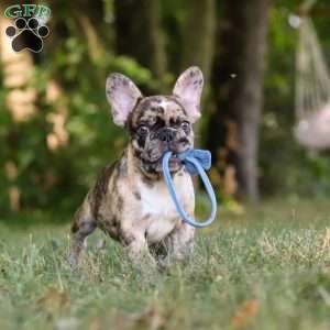 Tucker, French Bulldog Puppy