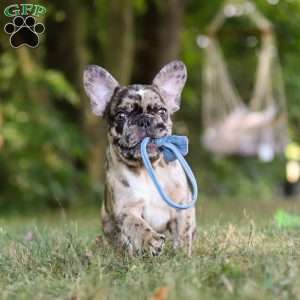 Tucker, French Bulldog Puppy